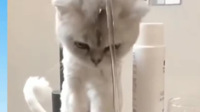 Funny animals video