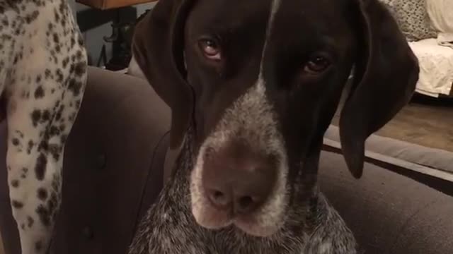 One Dog Enjoys Watching Birds On Laptop While The Other One Is Totally Unimpressed