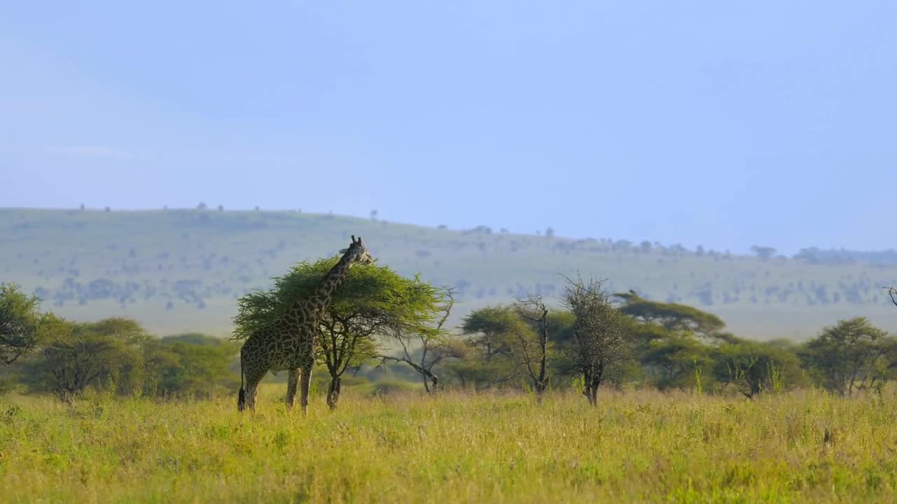 Herd of giraffes moving towards woods in african park