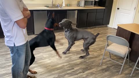 Learn how to let your reactive dog meet other dogs in a friendly way.