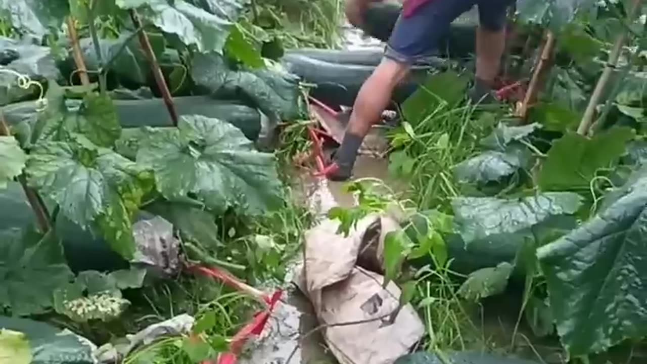 Harvest Giant Winter Gourds