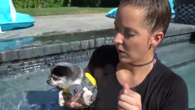 Teach your dog how to swim with few simple tricks