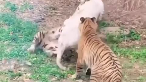 Big Cats