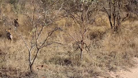 Two wild dogs head into the bush