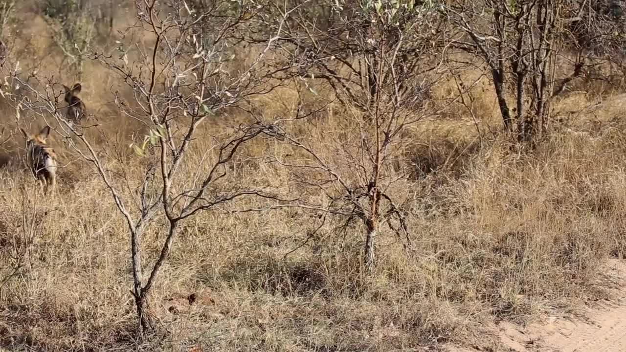 Two wild dogs head into the bush