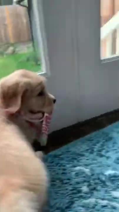 Blippi Learns About Animals For Kids At The Animal Shelter | Educational Videos For Toddlers