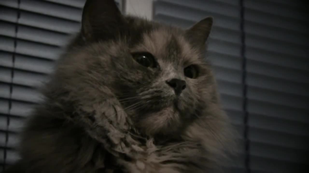 Imperturbable beautiful cat (Funny Cute Cat Videos)
