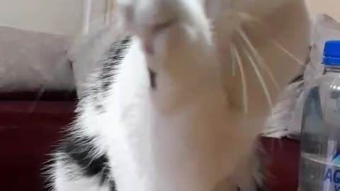 I stole tuna, now I have to cover my tracks :)
