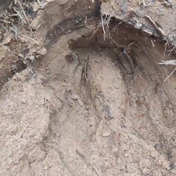 found an old aerial bomb in the forest