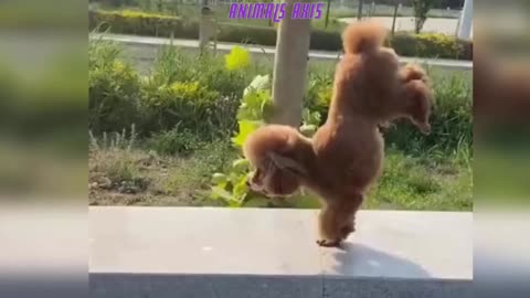 Funny Pets And Animals Compilation 27