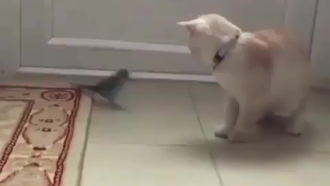 Funny video (Parrot & Cat )