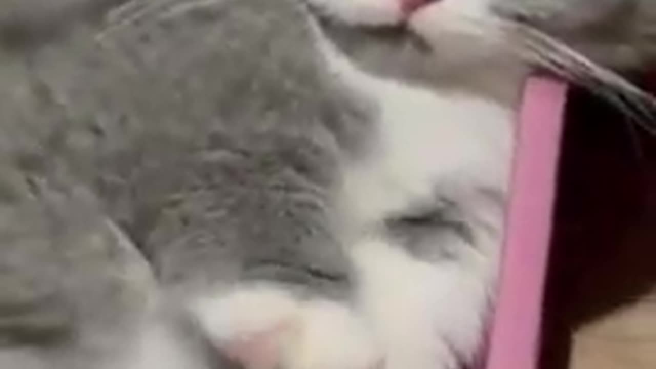 New Funny Animals 2023 😍😁 Funniest Cats and Dogs Videos