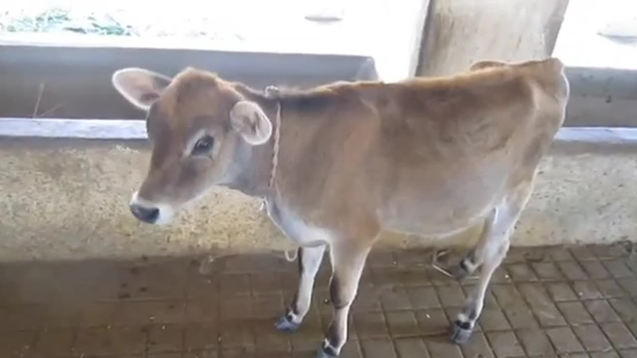 A cow with a baby at her feet is crying a lot