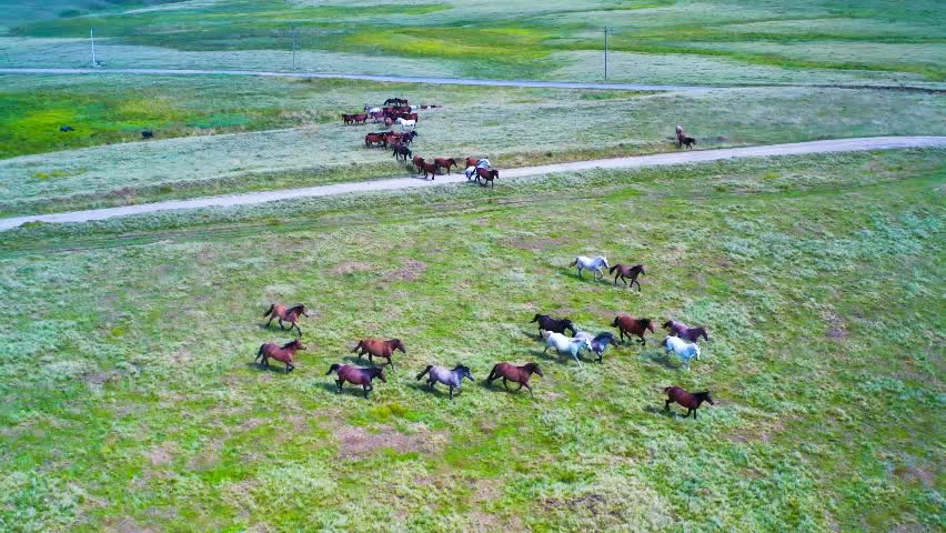 Cavalos Natureza