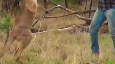 Man Rescues Dog From Fierce Kangaroo!