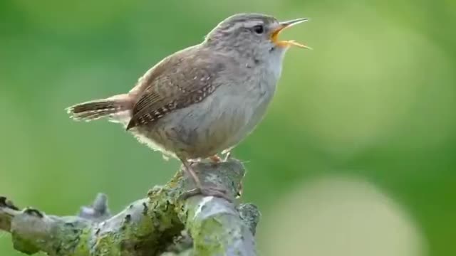 Sweet bird small bird