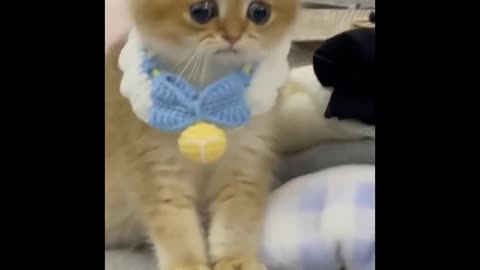 Funny Cats 😹 - Don't Try To Stop Laughing 🤣 - Funniest Cats Ever