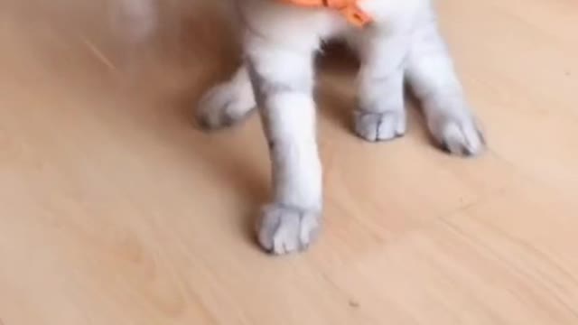 bound kitten