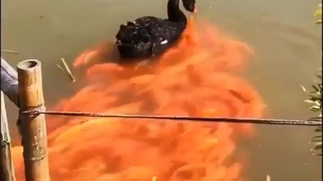 Adorable black swan and golden fishes