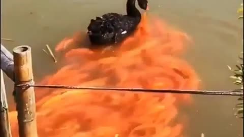 Adorable black swan and golden fishes