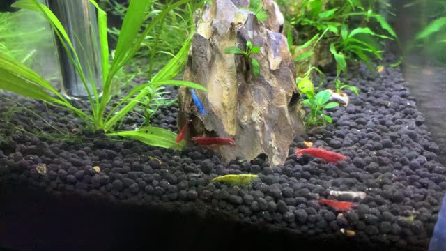 Shrimp Tank