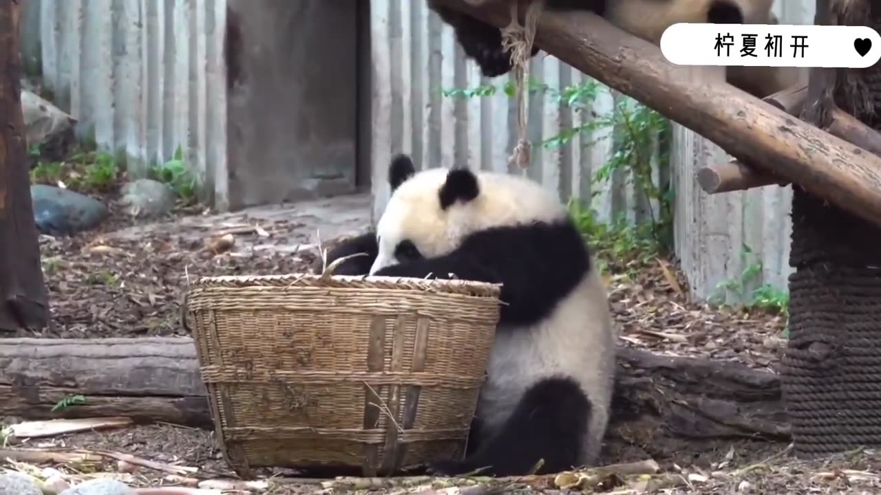 The giant panda plays, this action is too difficult