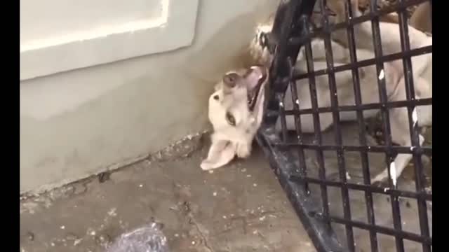 Dog stuck in grill gate and struggle to meet her puppies