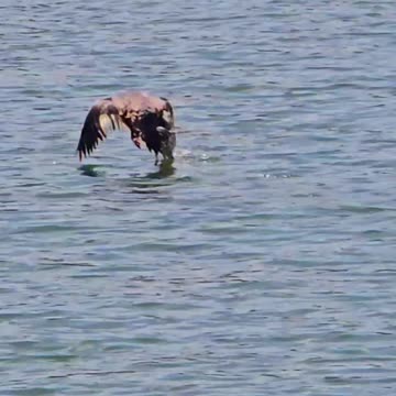 Goosander in slow motion / beautiful bird flies over the water.