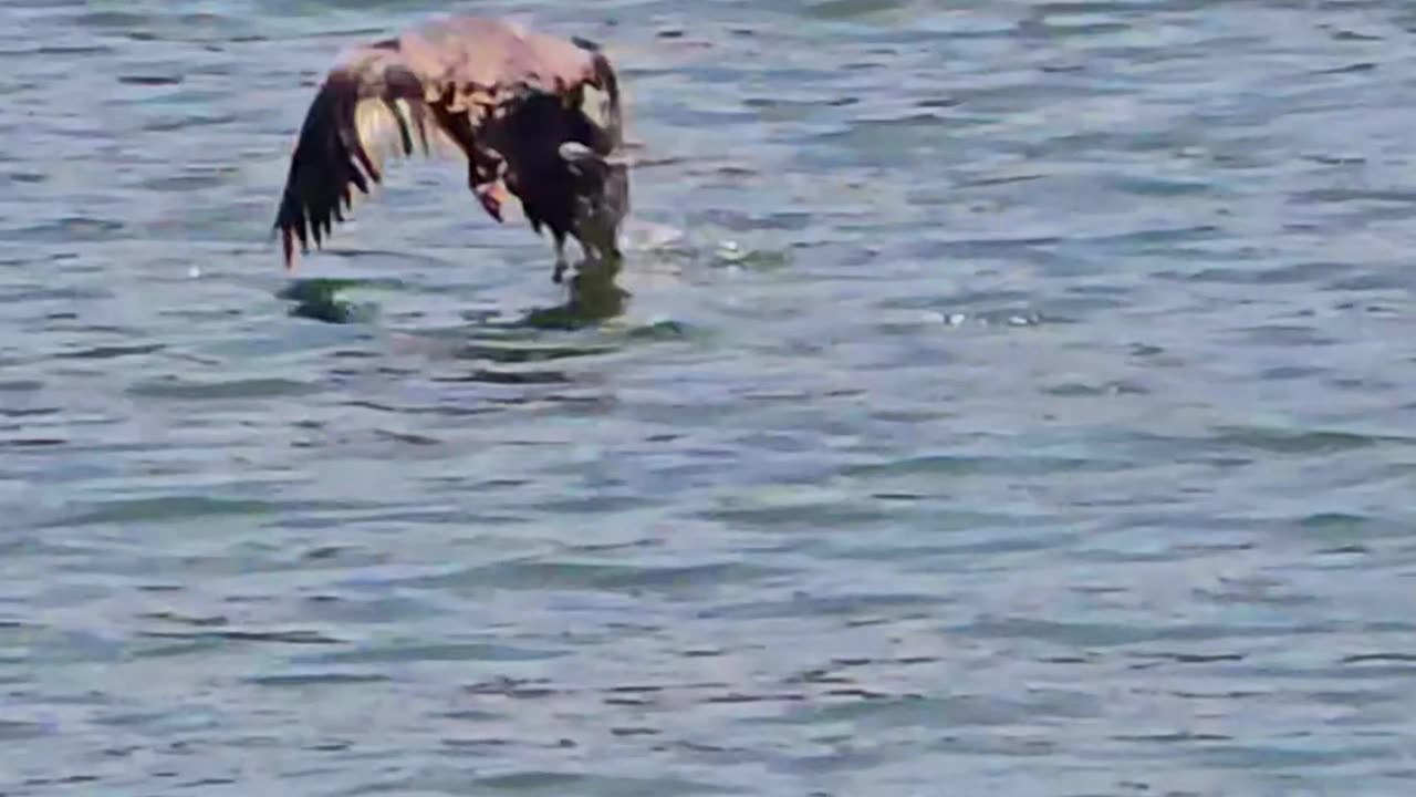 Goosander in slow motion / beautiful bird flies over the water.