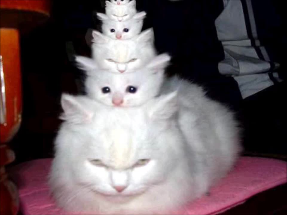 20 Silly Cats in 20 Seconds