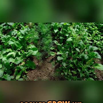 Maximizing Garden Space Expert Tips for Layout Design