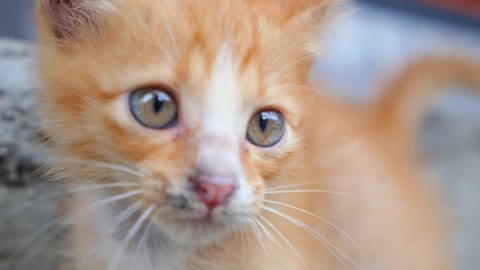 Scared Kitten Outdoors. Closeup