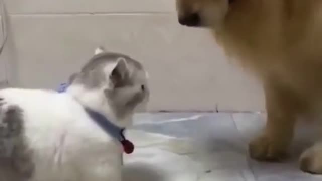 Funny cat trying to hit the dog