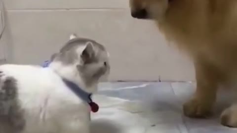 Funny cat trying to hit the dog