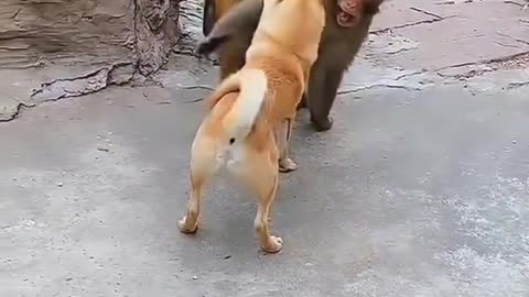 Monkey and dog