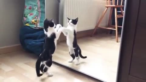 Funny Cat And mirror Video_Funny