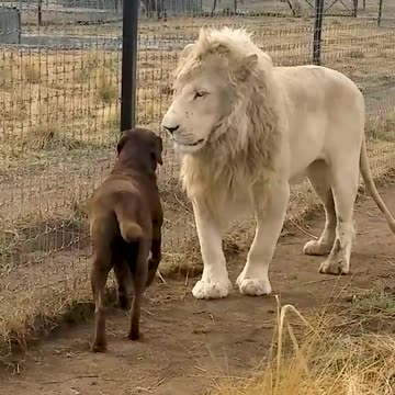 funny all Cute Lion Gives Smoches to Puppy