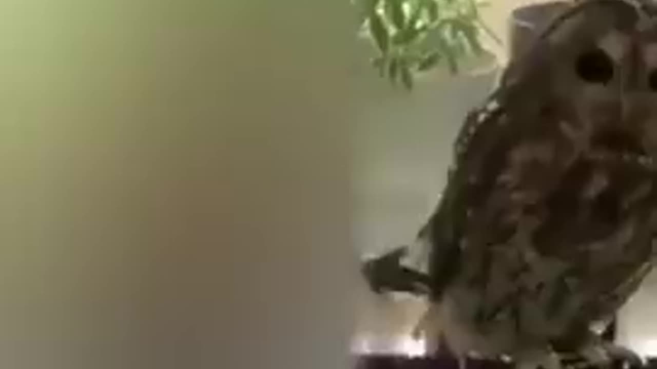 funny animal vedios
