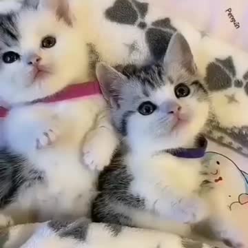 Cute Cute Kitten