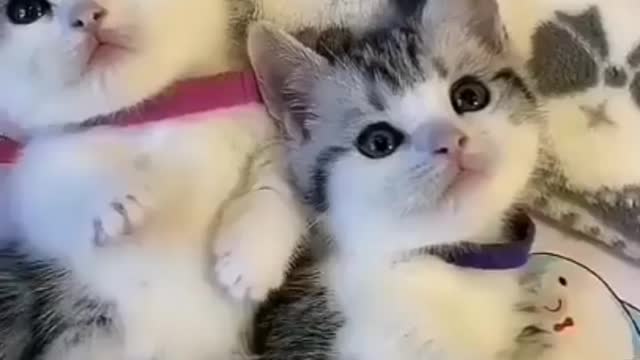 Cute Cute Kitten