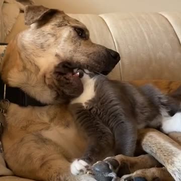 Funny videos dogs and cats