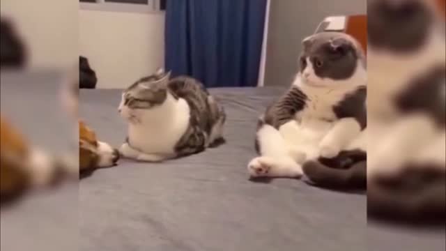 Daily life of cats and dogs, so cute