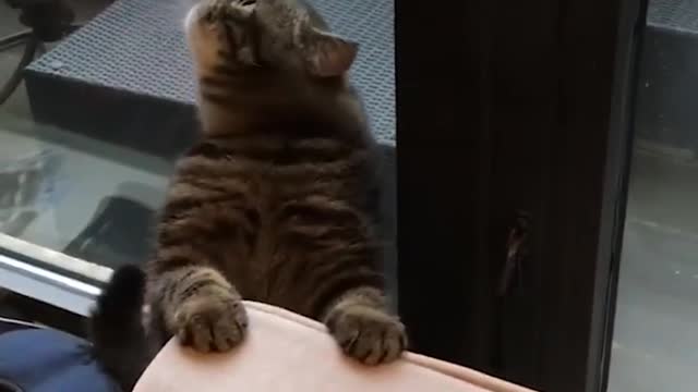 Funny Cats Who Are 'Broken' _ The Dodo