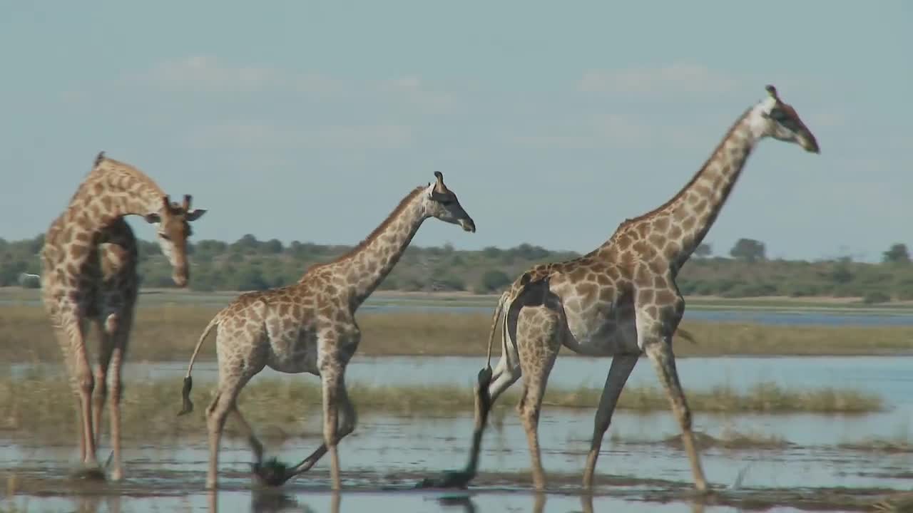 wildlife mating