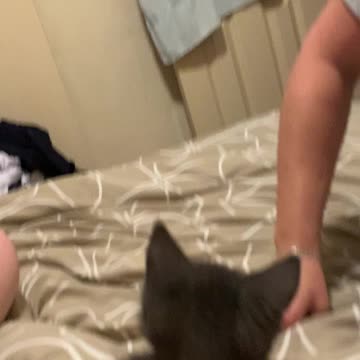 MJCS 31) Cats on a mad one 12/11/2020