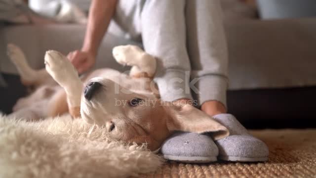 This dog is funny, grandfather and very cute