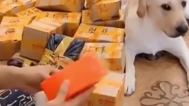CUTE DOG HELPING HOOMAN😘 HEART MELTING VIDEO🥰
