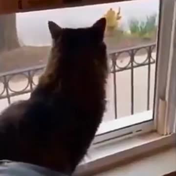 Cat jealous of the attention that the neighbor's cat receives