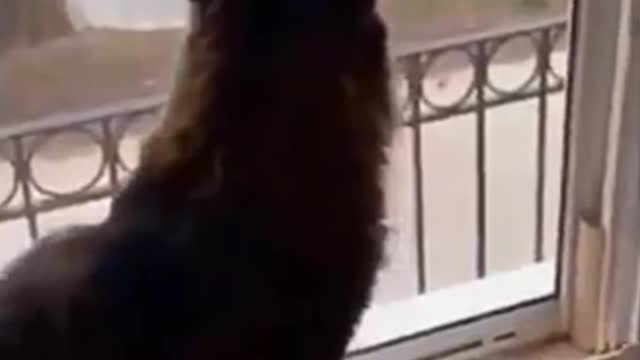 Cat jealous of the attention that the neighbor's cat receives