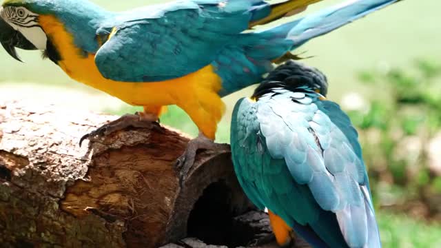 beautiful coloured parrots